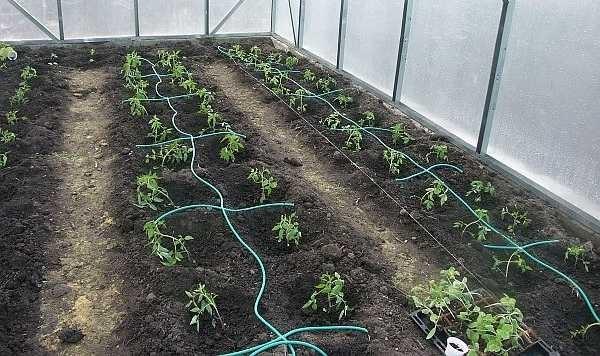 Drip irrigation is used in vegetable gardens and greenhouses. It is most effective when growing vegetables and fruit crops