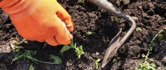 Is it possible to remove weeds in the vegetable garden for good? Methods of struggle