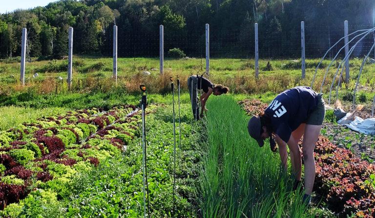 Weed control in the vegetable garden