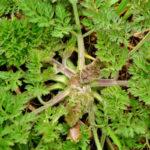 Wild carrots