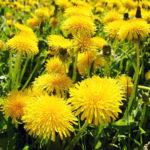 Medicinal dandelion