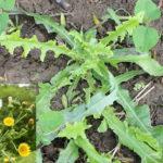 Field thistle