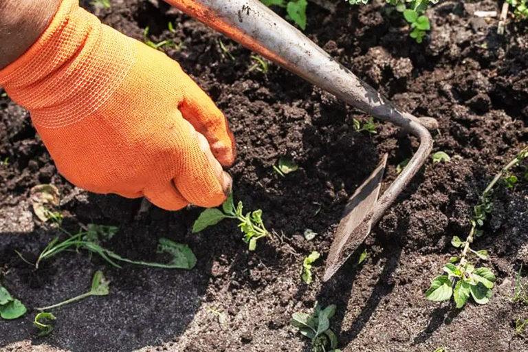 Weeding the vegetable garden