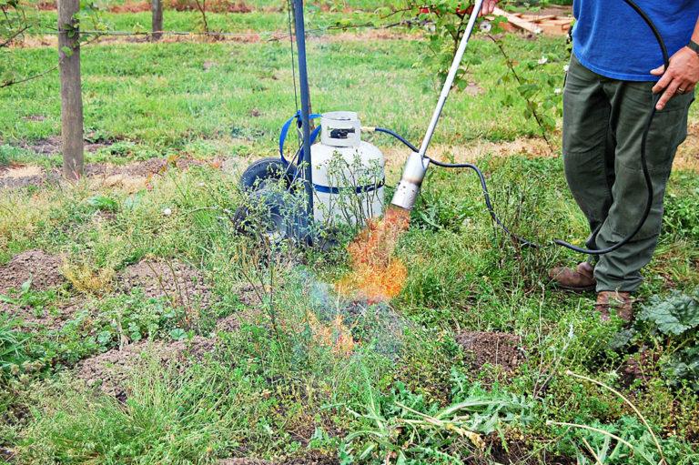 Weed burning 