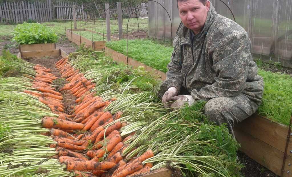 Gardening for the lazy and smart: how to make comfortable and productive beds