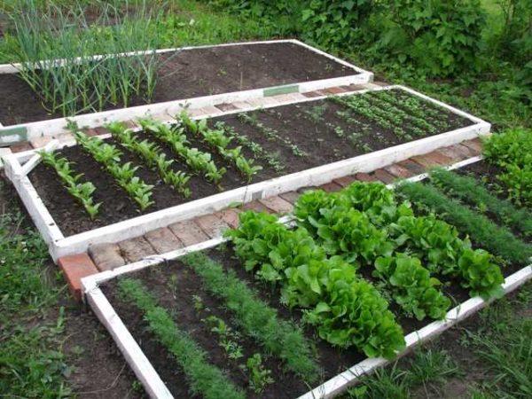 A smart vegetable garden is a shaped, often raised or high beds with the right conditions for plant growth