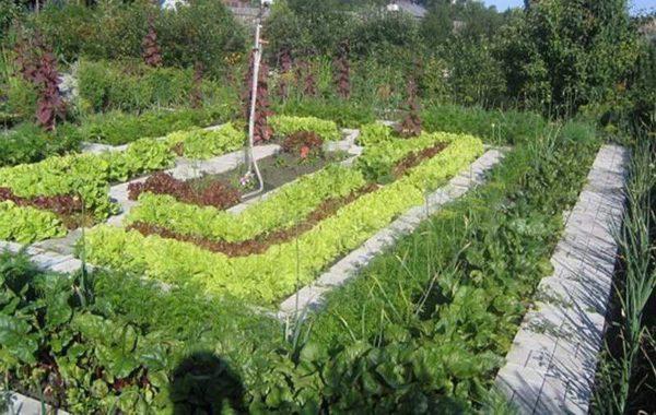 A smart vegetable garden is also a decoration of the plot 