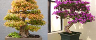 Bonsai basics for beginners - growing a tree on the windowsill!