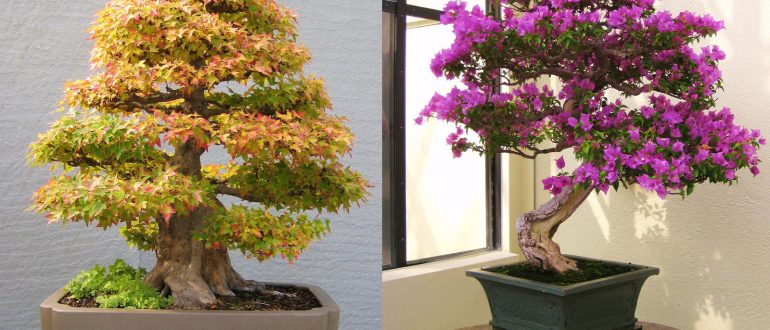 Bonsai basics for beginners - growing a tree on the windowsill!