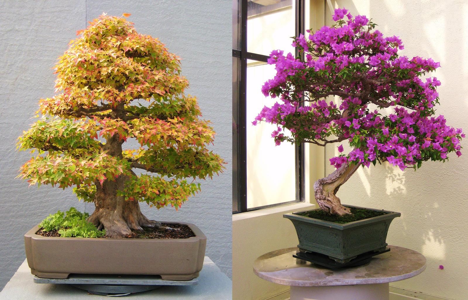 Bonsai basics for beginners - growing a tree on the windowsill!