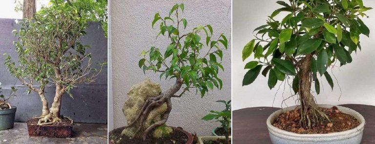 What is the best plant for bonsai beginners?