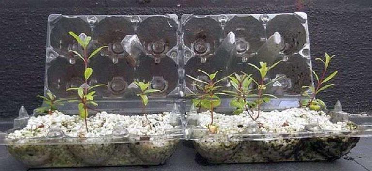 Growing bonsai from seed is the longest way to go