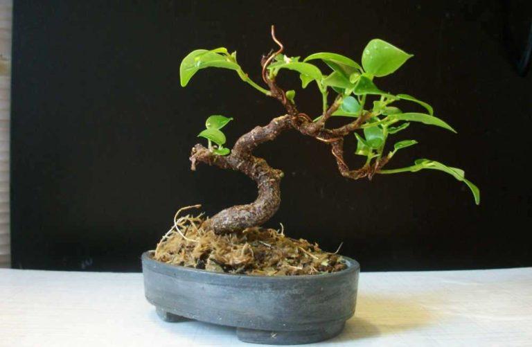 How to choose a pot for bonsai