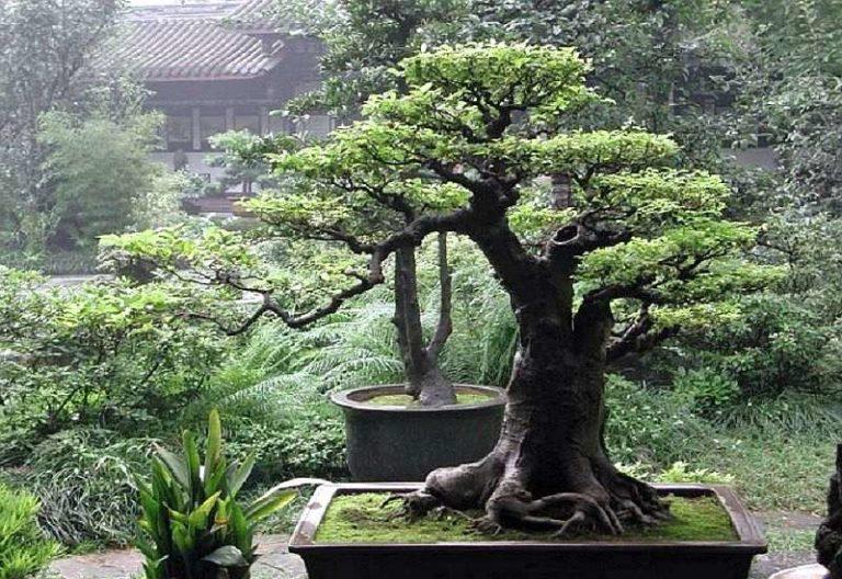 Bonsai soil