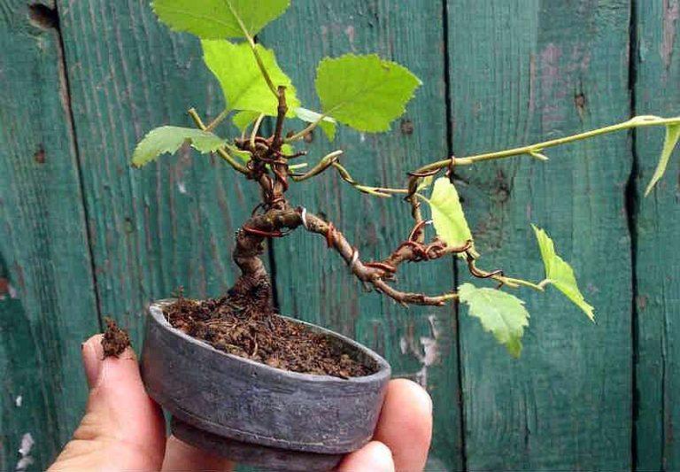 How to shape the tilt of a miniature tree. This birch is one of the most flexible of all plants