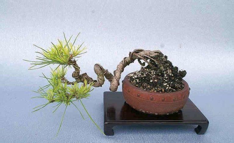 How to bend plants when growing bonsai plants