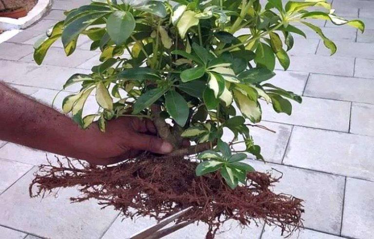 Regular repotting helps to maintain the normal condition of the plant 