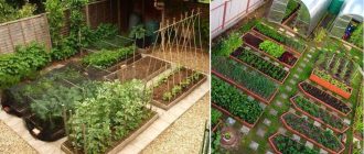 Planning a vegetable garden for planting - do it correctly and beautifully