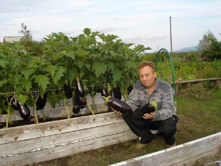 High beds are much easier to cultivate