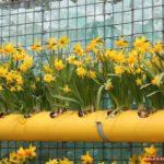 Multi-story vertical flower bed with daffodils