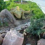 An iguana on a rock slide ...