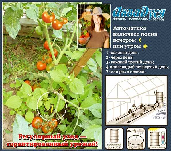 System for automating plant watering 