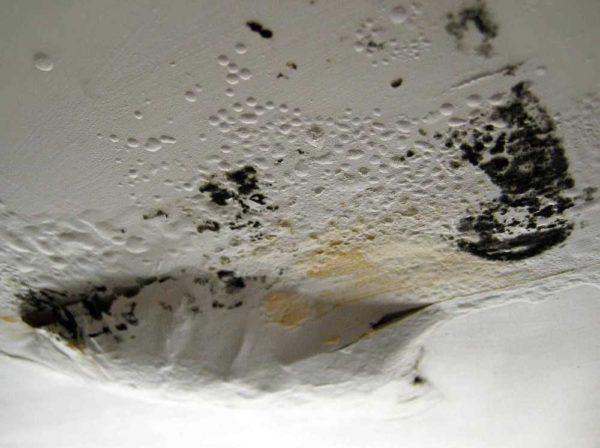 The fungus isn't just off the surface. Its spores are inside the wall