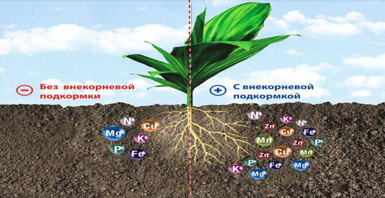 Effect of fertilizers on plants