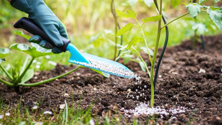 Root feeding of plants with fertilizers