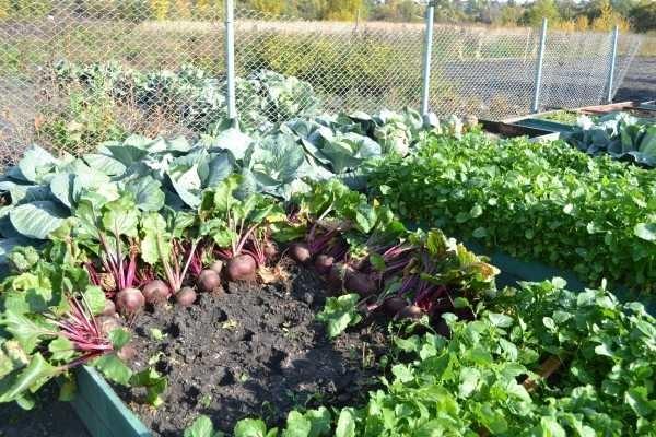 Harvest beets in a high bed 