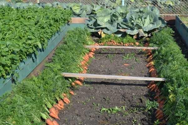 Carrots are one in the same. The best on the high bed, even though we planted the same variety on the regular bed too 